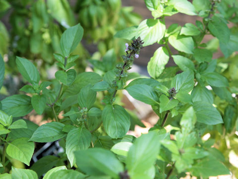 Ocimum basilicum cv. Cinnamon