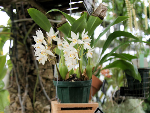 Coelogyne lactea