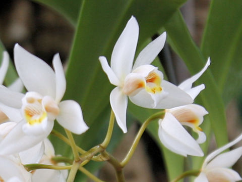 Coelogyne lactea