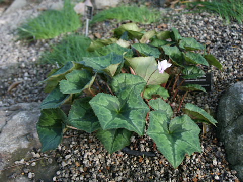 Cyclamen africanum