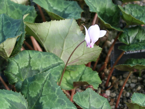 Cyclamen africanum