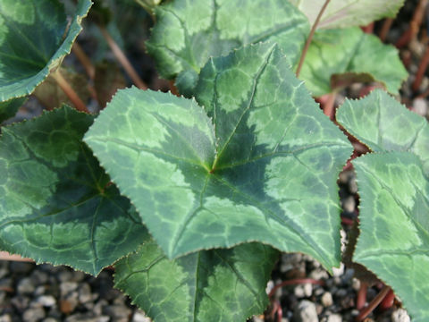 Cyclamen africanum