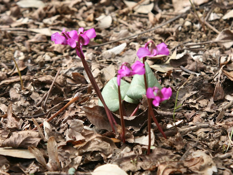 Cyclamen coum