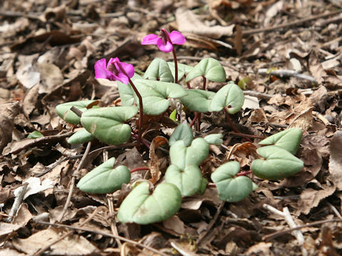 Cyclamen coum