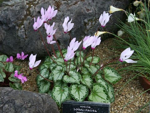 Cyclamen persicum