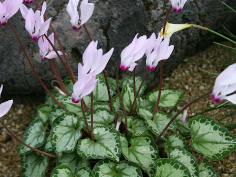 Cyclamen persicum