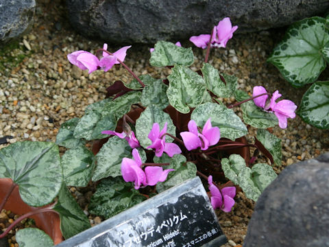 Cyclamen pseudibericum
