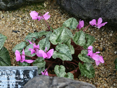 Cyclamen pseudibericum