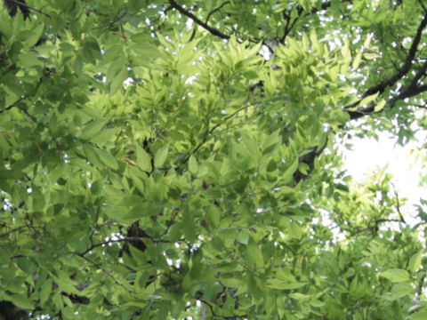 Celtis tenuifolia