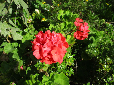 Pelargonium x hortorum