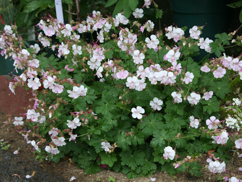 Geranium x cantabrigiense cv. Biokovo