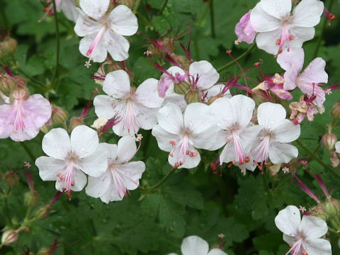 Geranium x cantabrigiense cv. Biokovo