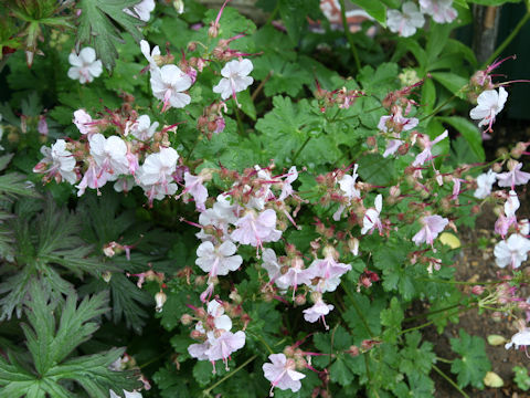 Geranium x cantabrigiense cv. Biokovo