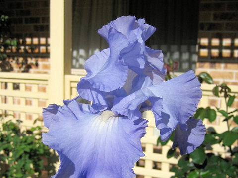 Iris cv.