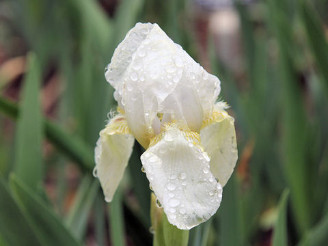 Iris cv.