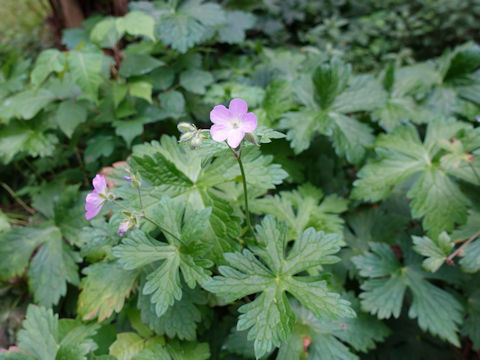 Geranium maculatum