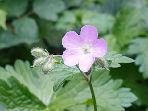 Geranium maculatum