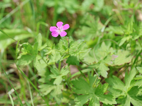 Geranium palustre