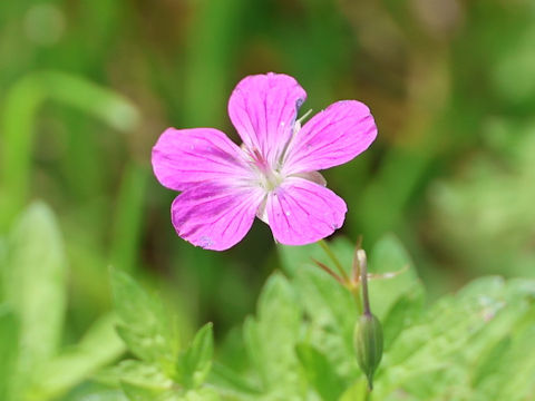 Geranium palustre