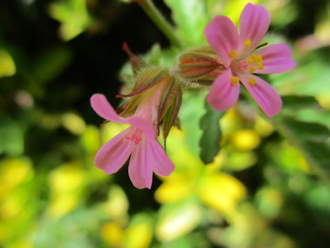 Geranium purpureum