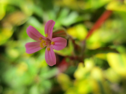 Geranium purpureum