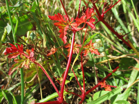 Geranium purpureum