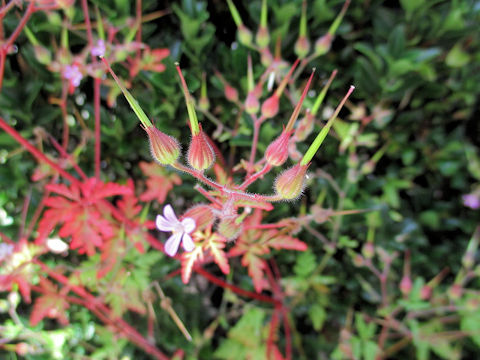 Geranium purpureum