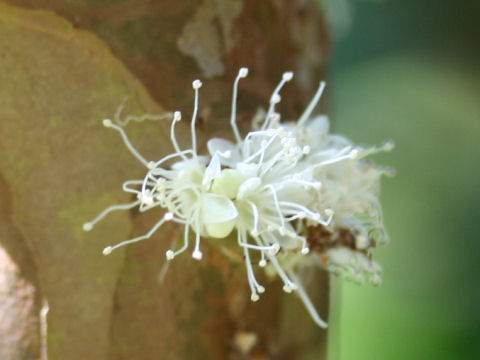 Myrciaria cauliflora