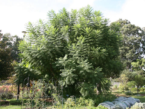 Jacaranda mimosifolia