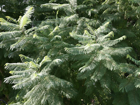 Jacaranda mimosifolia