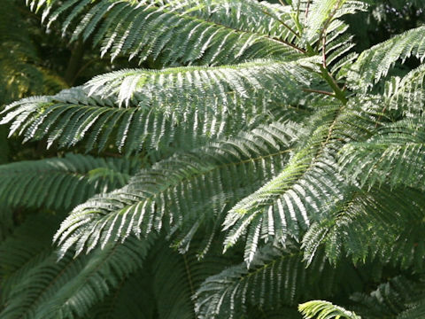 Jacaranda mimosifolia