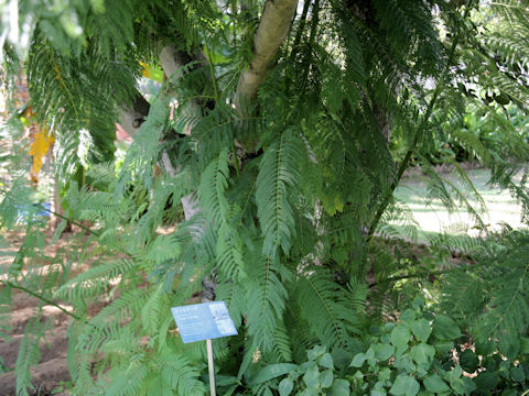 Jacaranda mimosifolia
