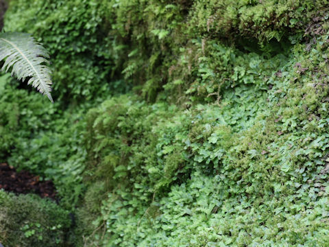 Conocephalum conicum