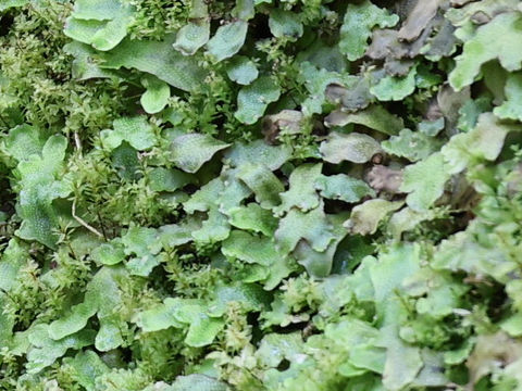 Conocephalum conicum