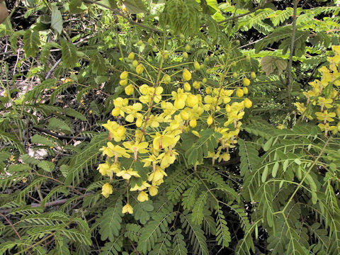 Caesalpinia decapetala var. japonica