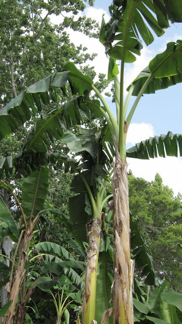 Musa acuminata cv. Jamaican Red