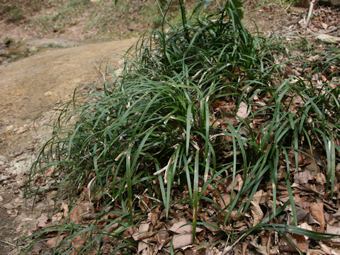 Ophiopogon japonicus