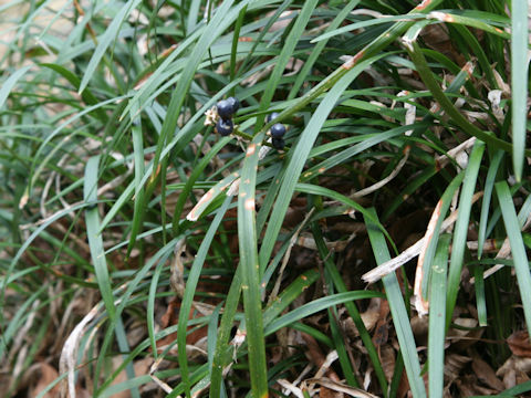Ophiopogon japonicus