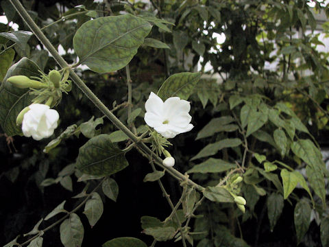 Jasminum grancillinum