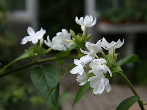 Jasminum grancillinum