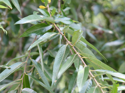 Salix eriocarpa