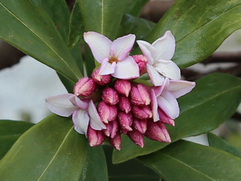 Daphne odora