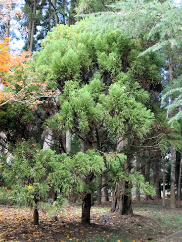 Cryptomeria japonica cv. Jindai