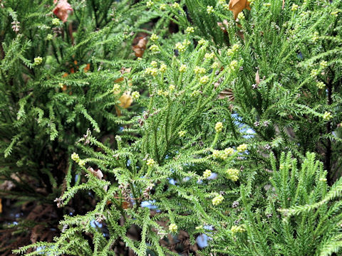 Cryptomeria japonica cv. Jindai