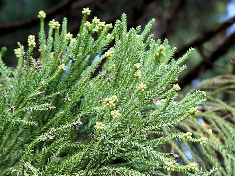 Cryptomeria japonica cv. Jindai