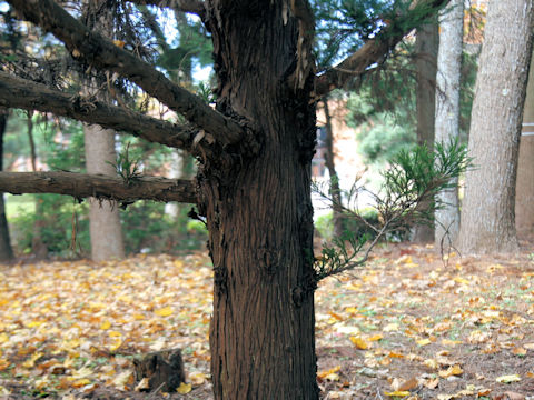 Cryptomeria japonica cv. Jindai