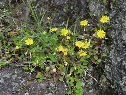 Ixeris stolonifera