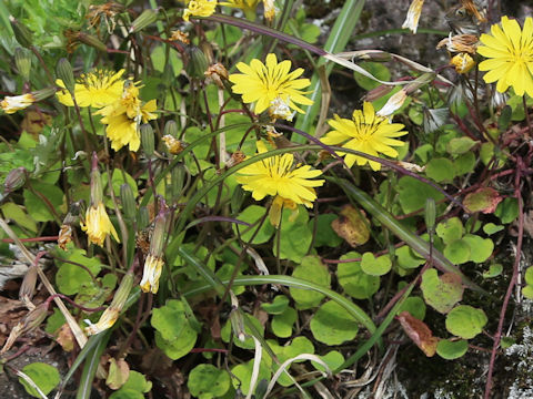 Ixeris stolonifera