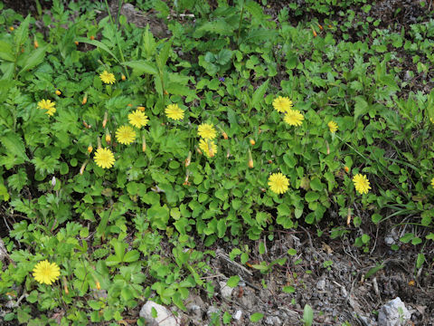 Ixeris stolonifera