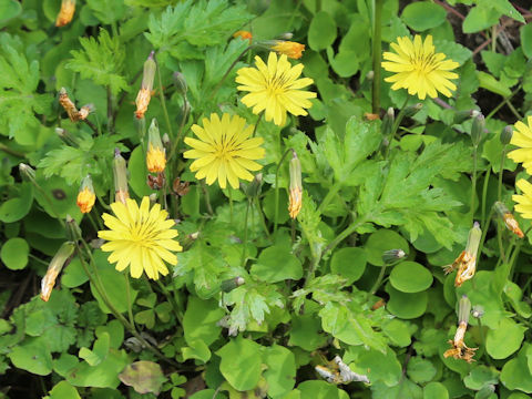 Ixeris stolonifera